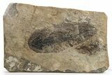 Discosauriscus (Early Permian Reptiliomorph) - Czech Republic #264888-1